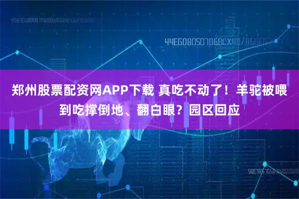 郑州股票配资网APP下载 真吃不动了！羊驼被喂到吃撑倒地、翻白眼？园区回应